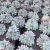 Import Nursery natural ormamental succulent plant resembling a chrysanthemum with office decoration from China