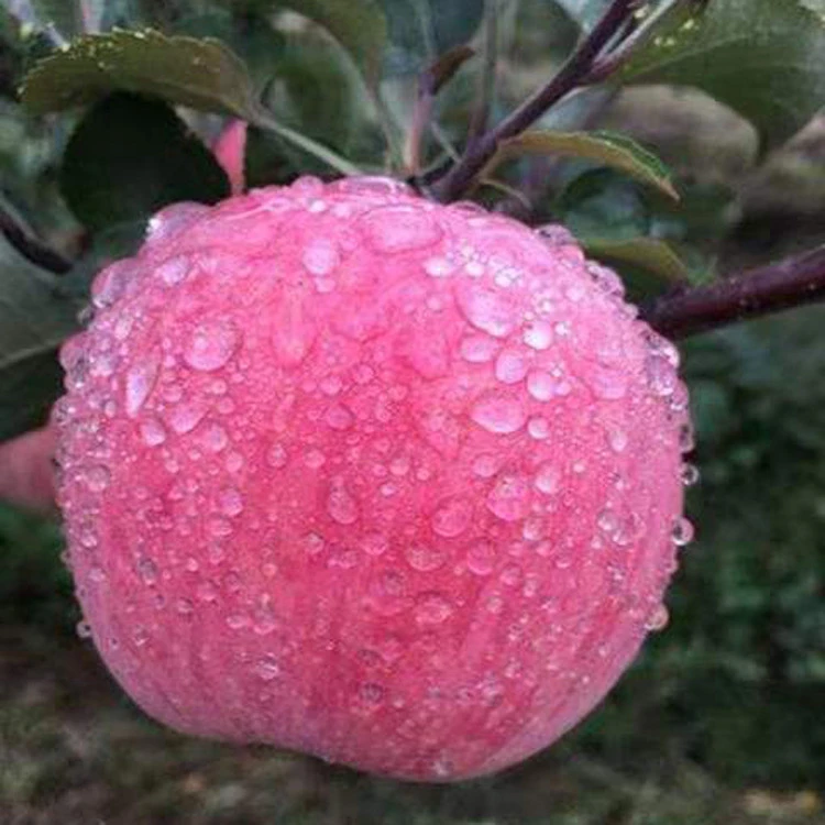 Premium new crop Red Fuji apple wholesale fresh apple fruit