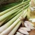 Pure Lemongrass Hydrosol (Cymbopogon flexuosus) good for controlling acne, treating ingrown hairs and fighting itchy skin
