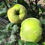 Quince fruit,Anatolian Quince,Fresh Ponkan Orange !!!