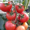 Red Star2 Red Cherry Tomato Seed Hybrid Tomato Seeds from China Heat Resistance