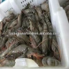 sea cooking peeled shrimp 26-30