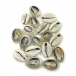 Sea Shell Beads White Seashells Cowry Shells Natural Seashell Beach Decor