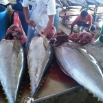 seafood frozen whole round skipjack tuna fish 1.5kg up for sale