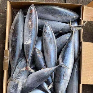 Seafrozen Bonito Fish 300 - 500g for Tanzania Market