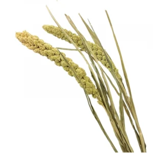 SumFlora China wholesale hot sale natural long lasting dry flowers millet for wedding decoration
