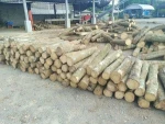 Thailand rubber wood