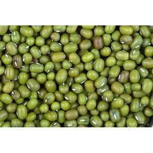 The Mighty Mung Bean /Frijol Mungo Verde /Green Gram Seeds
