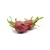 Import TOP EXPORT FRESH DRAGON FRUITS FROM VIET NAM from Vietnam