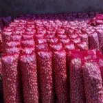 top quality red onion fresh