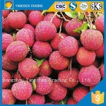 Tropical fruits canned lychee in preserved fruit Lychee in tin
