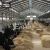 Import Wellcamp  cow shed building Pre engineered metal warehouse manufacturers from China