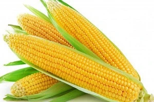 White and Yellow Maize Corn From USA