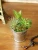 Import Wholesale artificial plants, home decoration from China