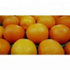 Wholesale Fresh Orange / Orange Fruit Price / Fresh Orange Fruit In India
