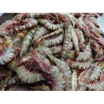 Wholesale Low Price Frozen Black Tiger Shrimp Best Quality