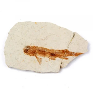 Wholesale Natural High Quality Morocco Lycoptera Fossil Stone Crafts Specimens Fossils For Sale