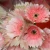 Import wholesale variety kinds of cut fresh flower gerbera hybrida flower from China