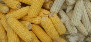 Wholesale Yellow Corn & White Corn/Maize for Human & Animal Consumption