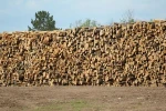 wood raw materials