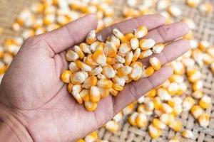 Yellow corn for sale