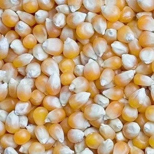Yellow Corn/Yellow Maize/Yellow Corn for Poultry Farm