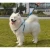 Import ZYZ PET retractable rope pet dog harness leash collars set with handle from China