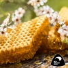 New Zealand Clover honey (bulk)
