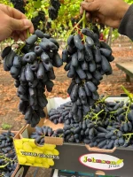 Premium Egyptian Fresh Grapes - Superior Quality - Table Grapes for Export