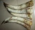 Import Cow Horns , Paired Raw Cow Horn from USA
