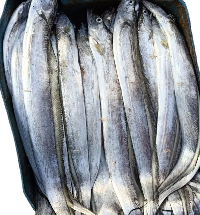 Buy Frozen Ribbon Fish A Grade Top Quality from aubac ventures, Poland