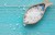 Import De-Icing Salt from Pakistan