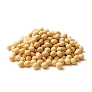 Soya beans seeds for sale