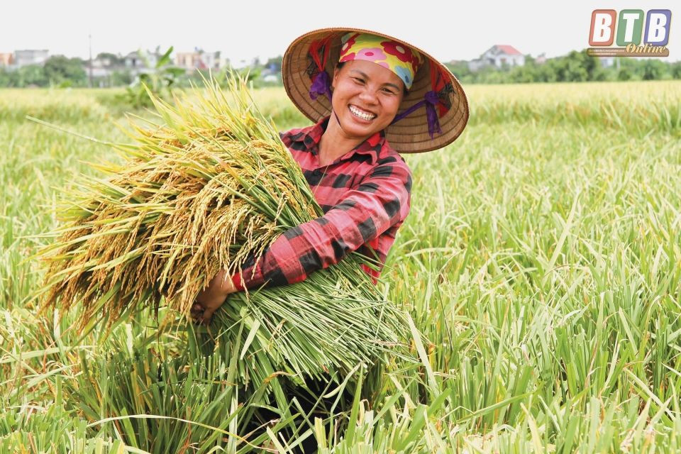 Saint Rice Buy St Rice Bach Dien from Phan Gia Trading and Services Company ...