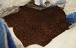 Robusta coffee beans