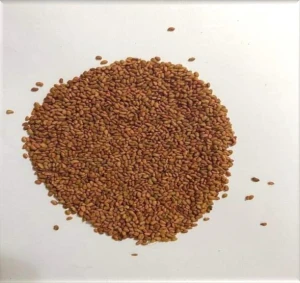 Alfalfa Lucerne Seeds