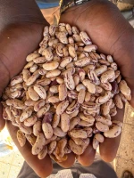 High Quality Red Sparkle Sugar Beans 500 MT