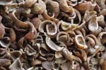 Dried Coconut, Dried Copra in Excellent Price