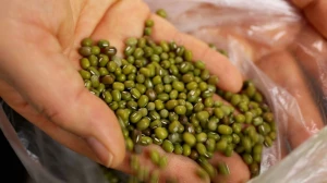 green and brown mung beans