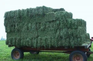 A1 Grade Alfalfa Hay, Lucerne Hay, Organic Hay For