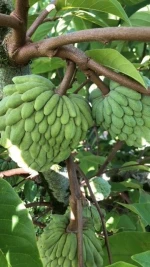 ATEMOYA