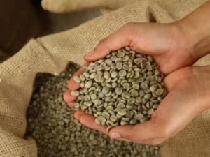High Quality Green Coffee Beans