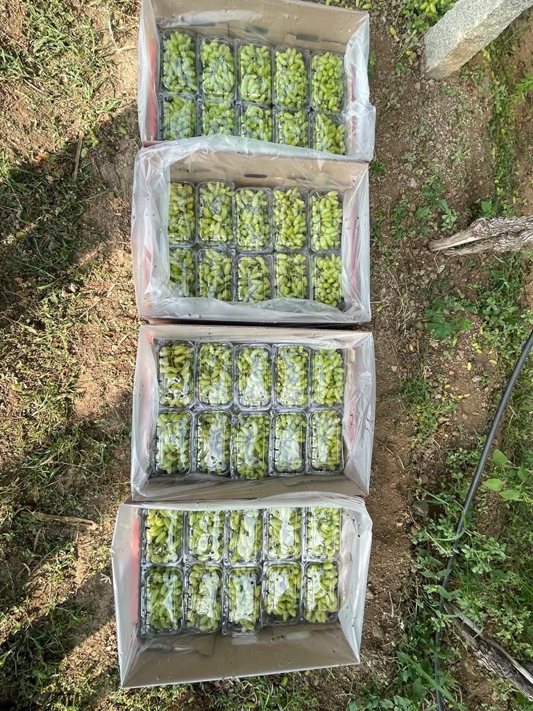 Buy Fresh Grapes from Unity Overseas, Hong Kong | Tradewheel.com