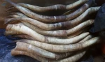Cow Horns , Paired Raw Cow Horn