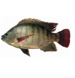 tilapia