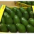 Import 100% Fresh Avocado /Frozen Avocado Best Price and Quality from South Africa