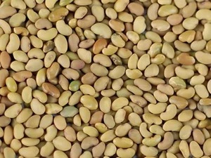 2018 Grass Seed 100% Pure/ alfalfa seeds/forage grass seeds