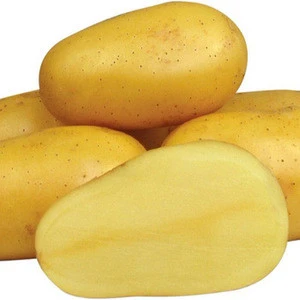 2018 new crop fresh irish potato ready for export