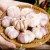 Import 2020 new crop garlic Chinese fresh garlic hot selling with the best price from China