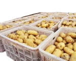 2020 new crop Qingdao Fresh wash Holland potatoes for sale
